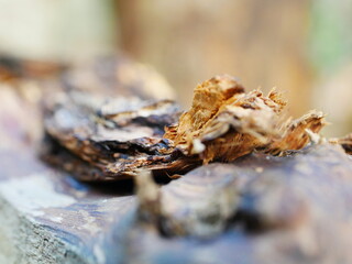 L'ANIMA DEL BOSCO