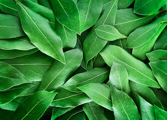 Natural background. Green leaves. Laurel. Background of green leaves. View from above. Close-up. Copy space