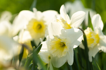 Narcissus flowers close up. Floral spring background. Blooming daffodils in the field. White flowers on a dark background. Seasonal wallpaper for design.