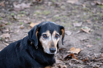 black unbreed dog look at camera