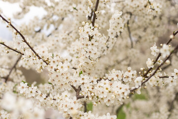 Fruit tree blossoms. Spring beginning background. Bokeh.