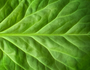 Abstract, natural background with diffuse focus. The green leaf of the plant. Smooth lines. Macro background. View from above. Soft focus. Copy space

