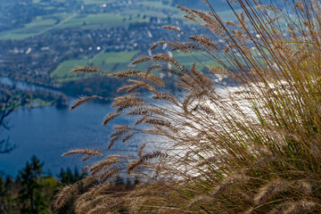 Naklejka premium Beautiful reed in bright sunlight at village Magglingen, Canton Bern, with lake in the background on a sunny autumn day. Photo taken November 10th, 2022, Magglingen Macolin, Switzerland.