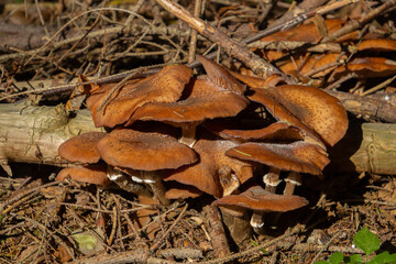 Many honey mushrooms growing between moss, also called Armillaria ostoyae or dunkler hallimasch