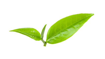 tea leaf on transparent png