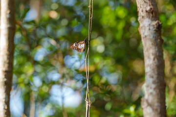 Black, white and orange winged butterfly on a vine. Selective focus with blurred background. 