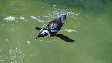 Naklejka premium JackassPenguin|AfricanPenguin|Spheniscus demersus|斑嘴環企鵝|南非企鵝