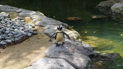 JackassPenguin|AfricanPenguin|Spheniscus demersus|斑嘴環企鵝|南非企鵝