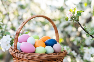 Happy Easter. Basket with Easter eggs in grass on a sunny spring day - Easter decoration, banner, panorama, background with copy space for text
