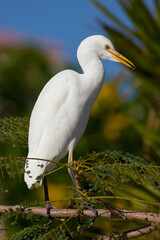 The cattle egret (Bubulcus ibis)