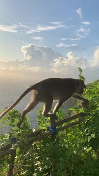 monkey