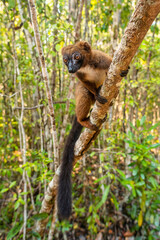 Red-bellied Lemur - Eulemur rubriventer, rain forest Madagascar east coast. Cute primate. Madagascar endemite. Ranomafana National Park.