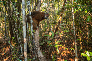 Red-bellied Lemur - Eulemur rubriventer, rain forest Madagascar east coast. Cute primate. Madagascar endemite. Ranomafana National Park.