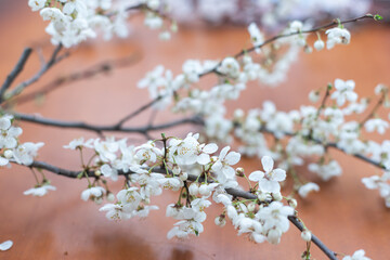 flowering branch on the table