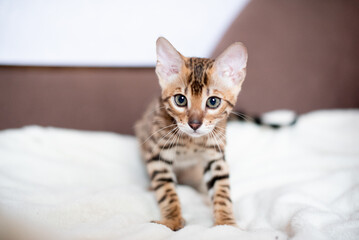 Portrait of bengal kitten indoors, pet photo. Elite breed of cat.Kitten  photo for printing posters and design