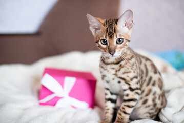Portrait of bengal kitten with pink box present. Holiday banner design. St.Valentines day cover,...