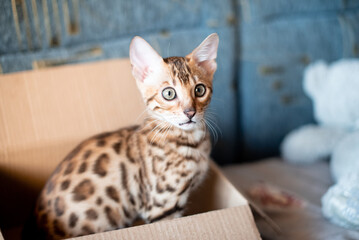 Bengal feline kitten sits in carton box. Portrait of playfull cat of elite breed. Relocation concept