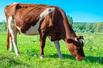 a red-motley dairy cow grazes on a green meadow
