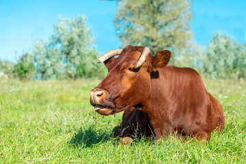 Angler dairy cow lies on a green meadow