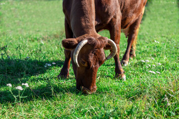 Red steppe dairy breed of cows grazes on a green meadow close up