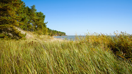 Sandy beach and autumn forest on a sunny day