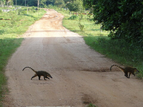 Quati na floresta animals in the forest