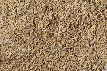 Paddy Seeds