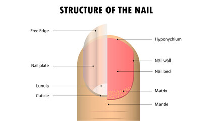 
diagram of the structure of a human nail  - obrazy, fototapety, plakaty