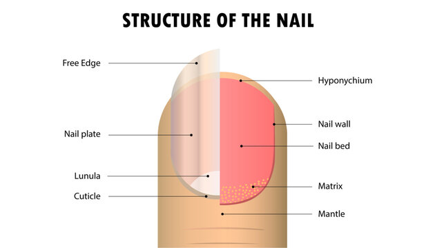 Nail anatomy - ScienceDirect