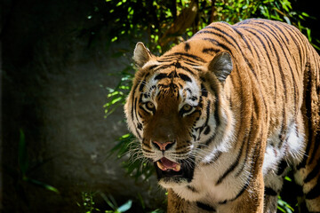 the siberian or amur tiger is a highly endangered species