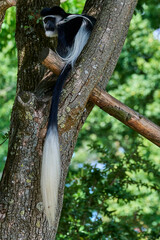 Black and white colobus monkey sitting high in a tree