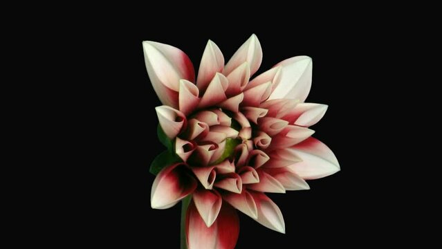 Time lapse of blooming red-white dahlia in RGB + ALPHA matte format isolated on black background
