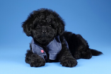 Cute little puppy in a denim vest. Poodle puppy, black puppy