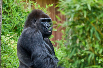 western lowland gorilla Silver back in an enclosure