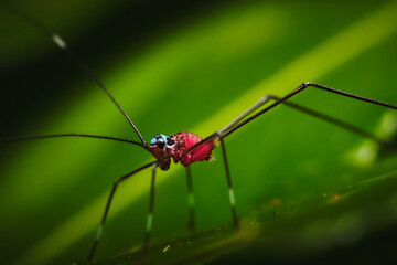 a member of Leaf Katydids Subfamily Phaneropterinae