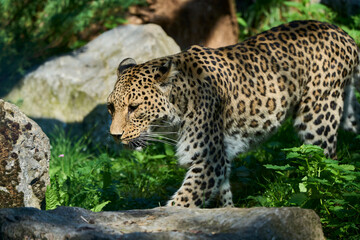 snow leopard in its enclosure on a sunny and bright day