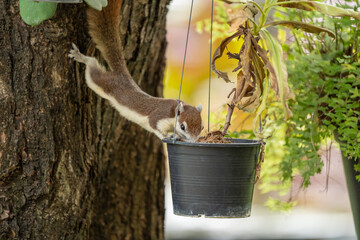 Finlayson's squirrel AKA Variable squirrel looking for food on a hanging tree pot