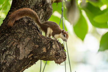 Finlayson's squirrel AKA Variable squirrel on a tree branch looking down