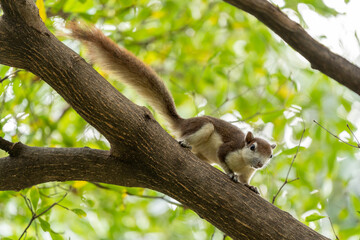 Finlayson's squirrel AKA Variable squirrel on a tree branch