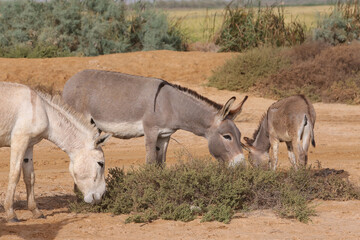 Donkeys with cub graze in Senegal, Africa. Farm in Senegal, Africa. Livestock in Africa. African domestic animal. Donkey: hoofed mammal in family Equidae, horse. Equus africanus asinus or Equus asinus