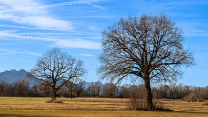 Sonniger Wintertag in der Natur mit Riesigen Bäumen 