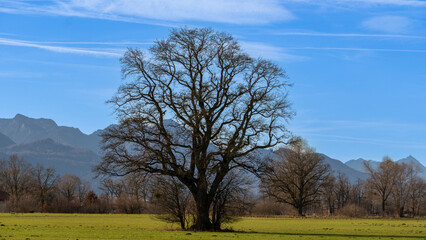 Fototapeta premium Sonniger Wintertag in der Natur mit Riesigen Bäumen 