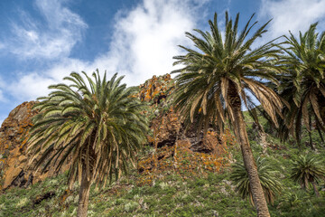 Palm Trees by a Tall Cliff in Tenerife