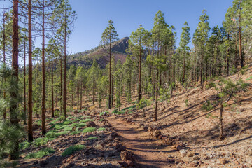 Villaflor Hiking Trail Through the Woods with a Peak in the Background