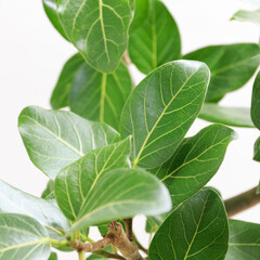 観葉植物、望みを叶える木と言われるフィカス・ベンガレンシスの葉【白背景】