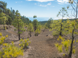 Plakat Volcanic landscape and lush green pine tree forest at hiking trail to Paisaje Lunar volcanic rock formation at Teide national park, Tenerife Canary islands, Spain