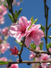 pink cherry blossom