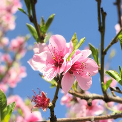 pink cherry blossom