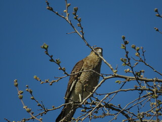 red tailed hawk