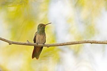 A buff-bellied hummingbird (Amazilia yucatanensis) perched on a branch resting.